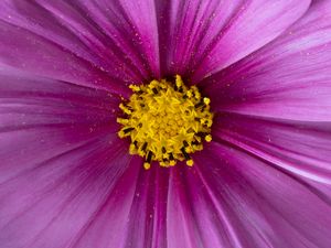 Preview wallpaper pollen, flower, petals, purple, macro