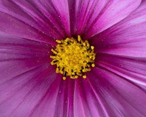 Preview wallpaper pollen, flower, petals, purple, macro