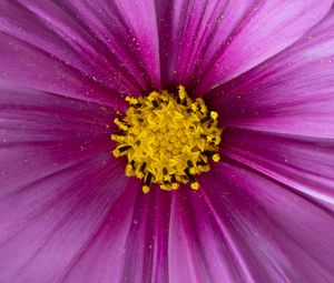 Preview wallpaper pollen, flower, petals, purple, macro