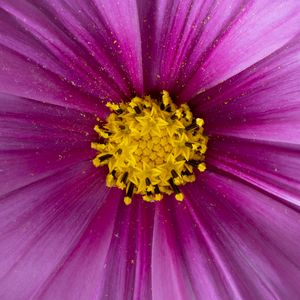 Preview wallpaper pollen, flower, petals, purple, macro