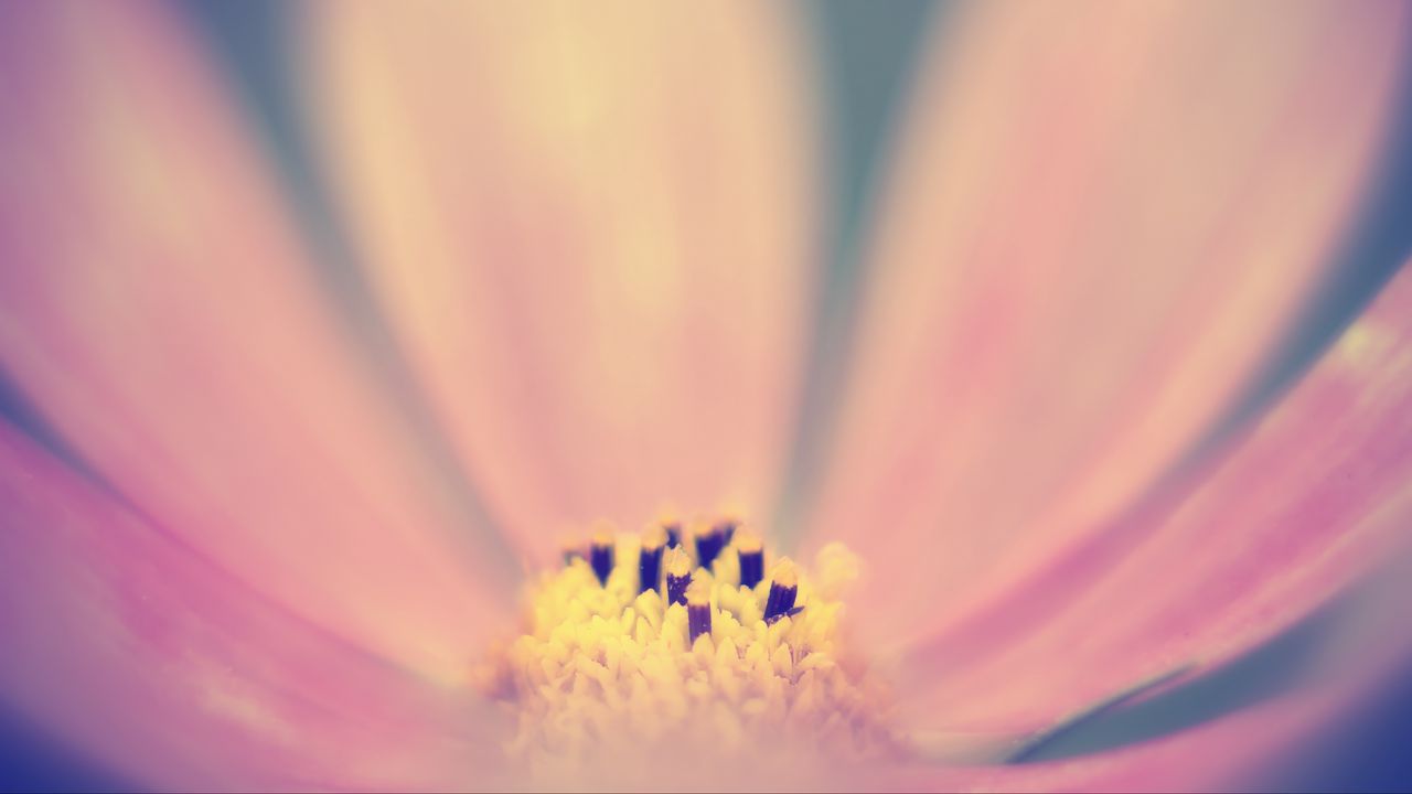 Wallpaper pollen, flower, pink, macro, blur