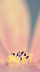 Preview wallpaper pollen, flower, pink, macro, blur