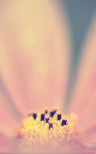 Preview wallpaper pollen, flower, pink, macro, blur