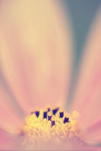 Preview wallpaper pollen, flower, pink, macro, blur