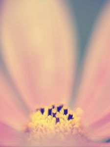 Preview wallpaper pollen, flower, pink, macro, blur