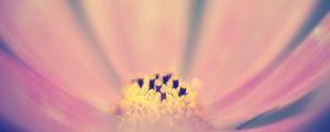 Preview wallpaper pollen, flower, pink, macro, blur