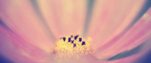 Preview wallpaper pollen, flower, pink, macro, blur