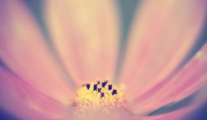 Preview wallpaper pollen, flower, pink, macro, blur