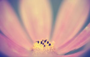 Preview wallpaper pollen, flower, pink, macro, blur