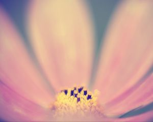 Preview wallpaper pollen, flower, pink, macro, blur