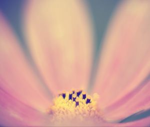 Preview wallpaper pollen, flower, pink, macro, blur