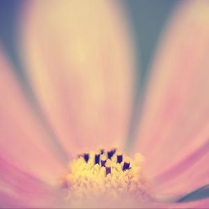 Preview wallpaper pollen, flower, pink, macro, blur