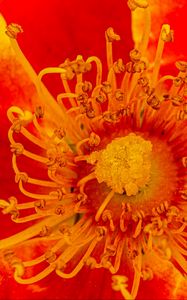 Preview wallpaper pollen, flower, rose, red, yellow, macro