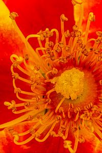 Preview wallpaper pollen, flower, rose, red, yellow, macro