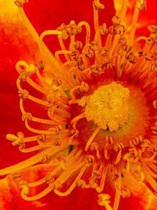 Preview wallpaper pollen, flower, rose, red, yellow, macro