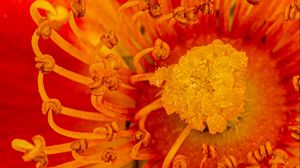 Preview wallpaper pollen, flower, rose, red, yellow, macro