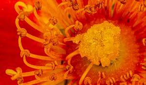 Preview wallpaper pollen, flower, rose, red, yellow, macro