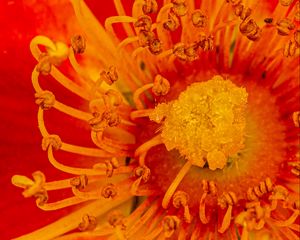 Preview wallpaper pollen, flower, rose, red, yellow, macro