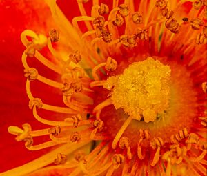 Preview wallpaper pollen, flower, rose, red, yellow, macro