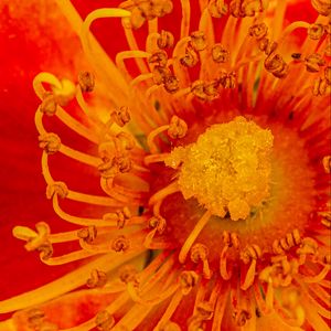 Preview wallpaper pollen, flower, rose, red, yellow, macro