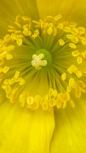 Preview wallpaper pollen, flower, yellow, macro