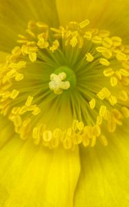 Preview wallpaper pollen, flower, yellow, macro