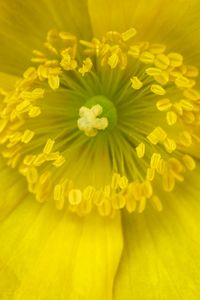 Preview wallpaper pollen, flower, yellow, macro