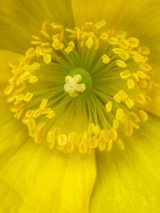 Preview wallpaper pollen, flower, yellow, macro