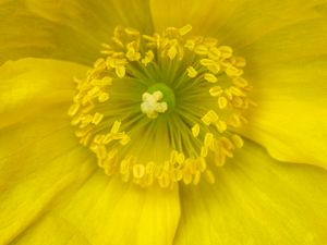 Preview wallpaper pollen, flower, yellow, macro