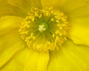 Preview wallpaper pollen, flower, yellow, macro