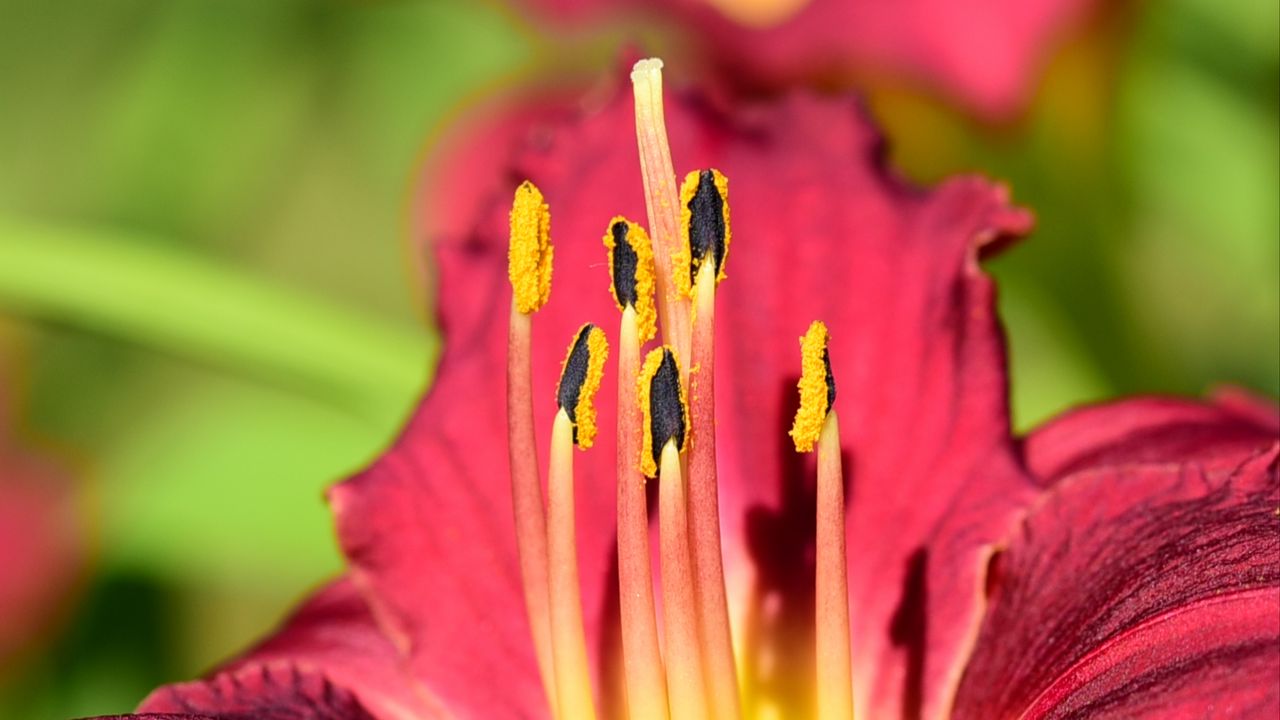 Wallpaper pollen, lily, flower, macro, pink