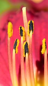 Preview wallpaper pollen, lily, flower, macro, pink