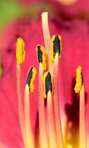 Preview wallpaper pollen, lily, flower, macro, pink