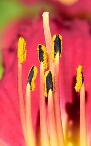 Preview wallpaper pollen, lily, flower, macro, pink