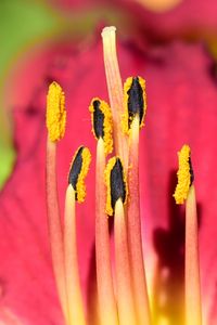 Preview wallpaper pollen, lily, flower, macro, pink