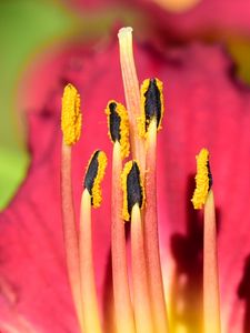 Preview wallpaper pollen, lily, flower, macro, pink