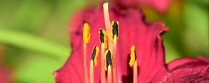 Preview wallpaper pollen, lily, flower, macro, pink