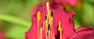 Preview wallpaper pollen, lily, flower, macro, pink