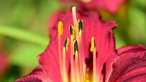 Preview wallpaper pollen, lily, flower, macro, pink