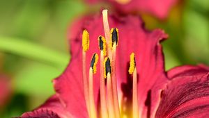 Preview wallpaper pollen, lily, flower, macro, pink