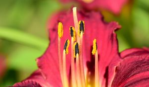 Preview wallpaper pollen, lily, flower, macro, pink