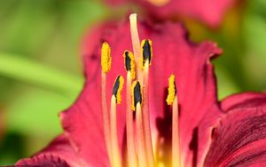 Preview wallpaper pollen, lily, flower, macro, pink