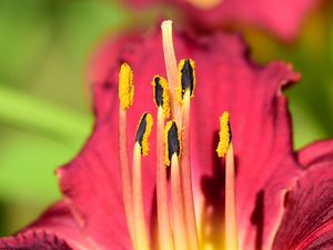 Preview wallpaper pollen, lily, flower, macro, pink