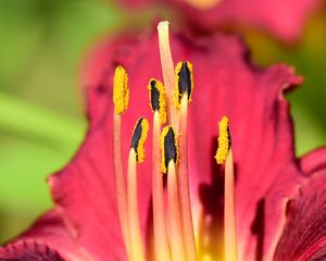 Preview wallpaper pollen, lily, flower, macro, pink