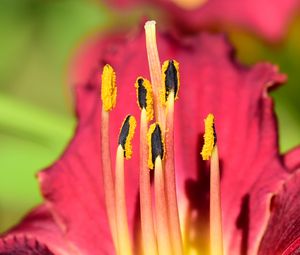 Preview wallpaper pollen, lily, flower, macro, pink