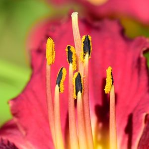 Preview wallpaper pollen, lily, flower, macro, pink