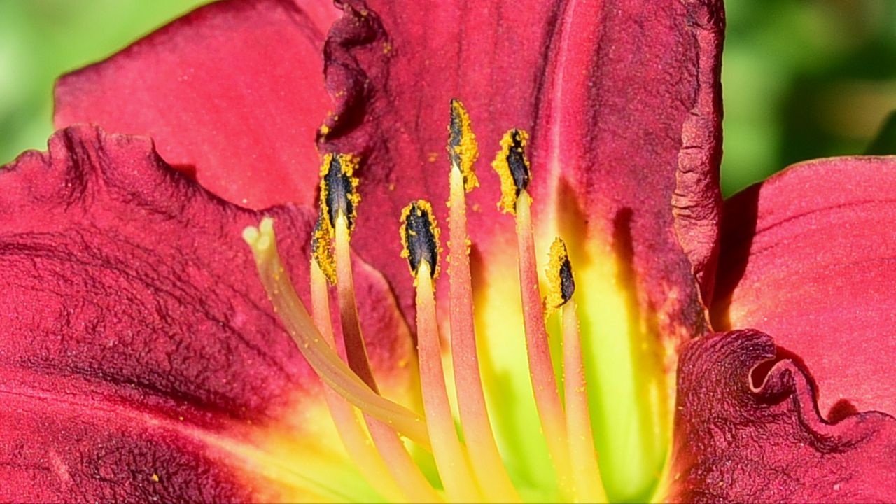 Wallpaper pollen, lily, macro, flower