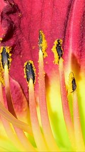 Preview wallpaper pollen, lily, macro, flower