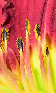 Preview wallpaper pollen, lily, macro, flower