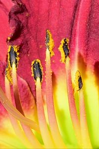 Preview wallpaper pollen, lily, macro, flower